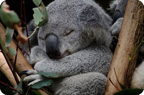 Lone Pine Koala Sanctuary Animal Australia Pinterest