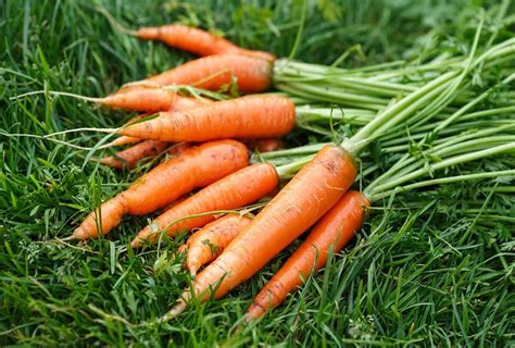 10 beneficios para la salud de comer zanahorias todos los días la