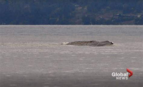 Canadian Man Believes He Has Definitive Footage Of A ‘ogopogo Lake