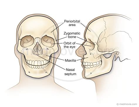 Basic Skull Anatomy