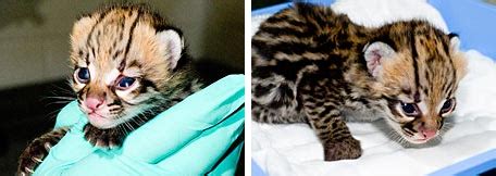 Newborn Ocelot Kittens