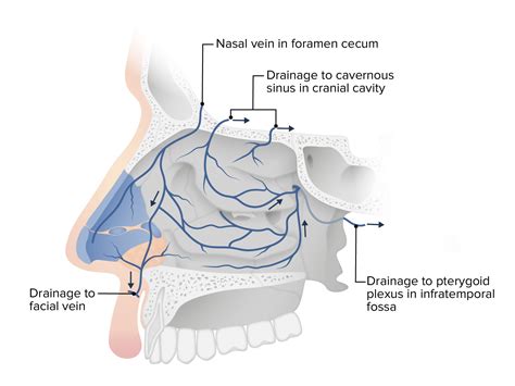 Nose And Nasal Cavity Anatomy Concise Medical Knowledge