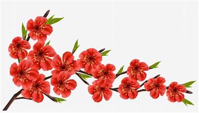 Branch Blossom Cherry Pngkey Clipart Spring Flowers
