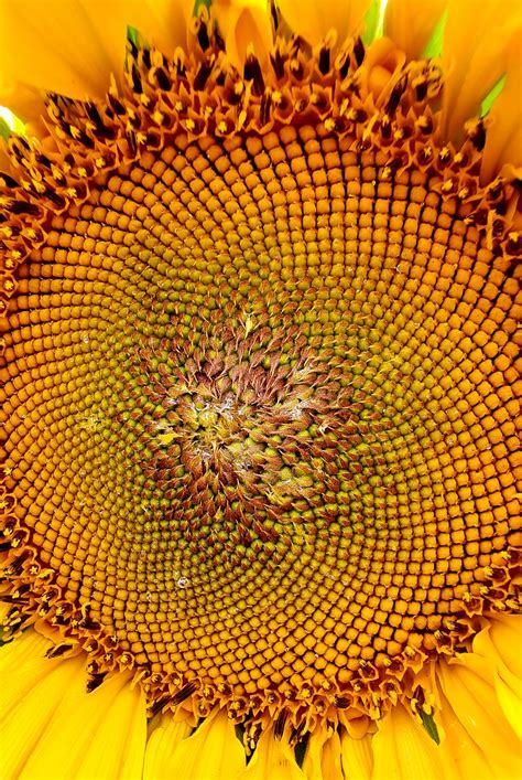 Sunflower Smithsonian Photo Contest Smithsonian Magazine