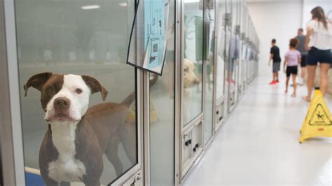 Helping Hands Humane Society animal shelter lowers dog adoption fees