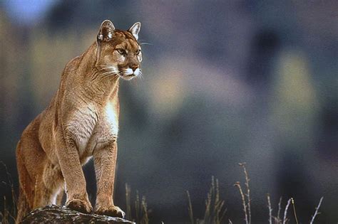 El Puma Ha Dejado De Ser Especie En Peligro Extinción