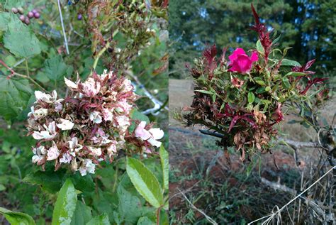 Help Us Keep A Watch Out For Rose Rosette Disease Gardening In The