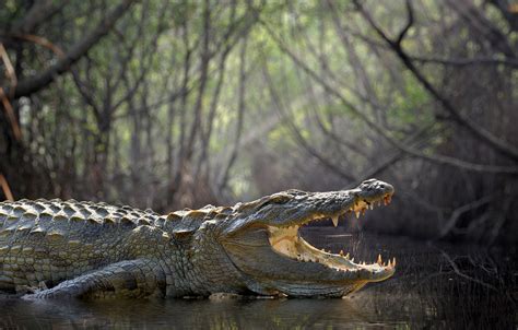 Wallpaper Forest Crocodile Swamp Images For Desktop Section животные