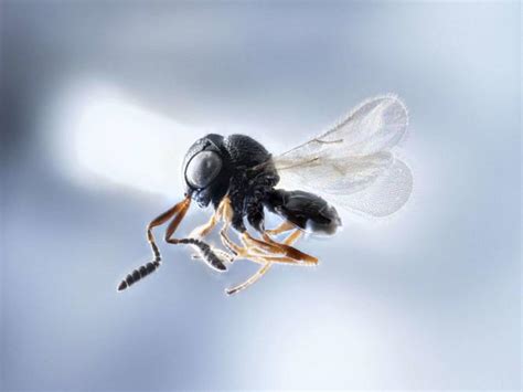 Tiny Wasp Found In Lancaster County Orchard Could Be Big Solution To