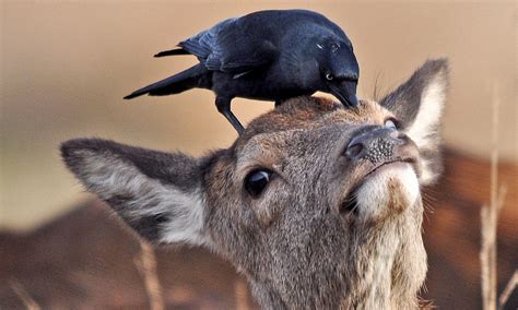 A 2018 report by two yale economists places the odds of bitcoin crashing to zero at around 0.4%. Crow swoops down and perches on bemused roe's head | Daily ...