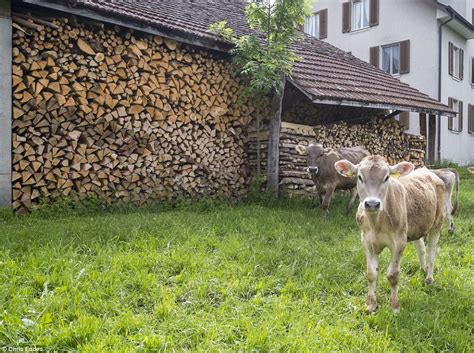 Mini duplex apartment (available from: Switzerland's super rich Oberwil-Lieli village where ...
