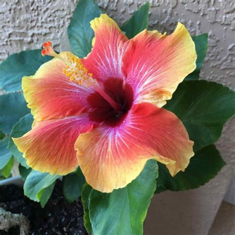 Growing Hibiscus Plants In Pots From Cuttings Seeds Gardening Tips