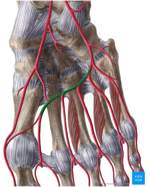 Arterial Anastomoses Of The Lower Extremity Anatomy Kenhub