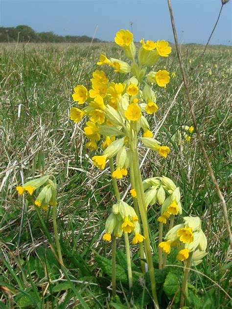 As a result, it will come as no surprise that there are numerous beautiful flowers that bloom in may. A Guide to UK Wild Flowers