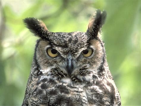 Последние твиты от purdue writing lab (@purduewlab). PC Learning Commons News: WooHoo:The Purdue OWL and You