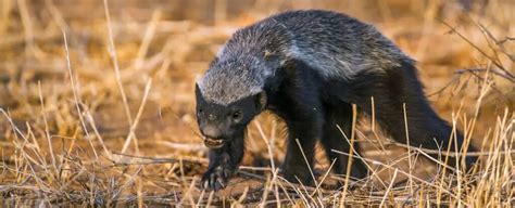 Honey Badger Symbolism Dreams And Messages Spirit Animal Totems