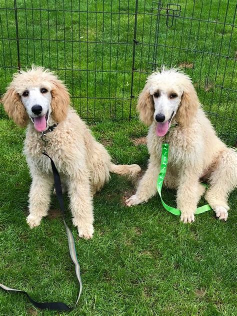 Join millions of people using oodle to find puppies for adoption, dog and puppy listings, and other pets adoption. Standard Poodle Puppies For Sale | Lansing, MI #307968