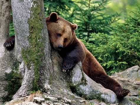 bears, Russia, Nature, Animals Wallpapers HD / Desktop and Mobile