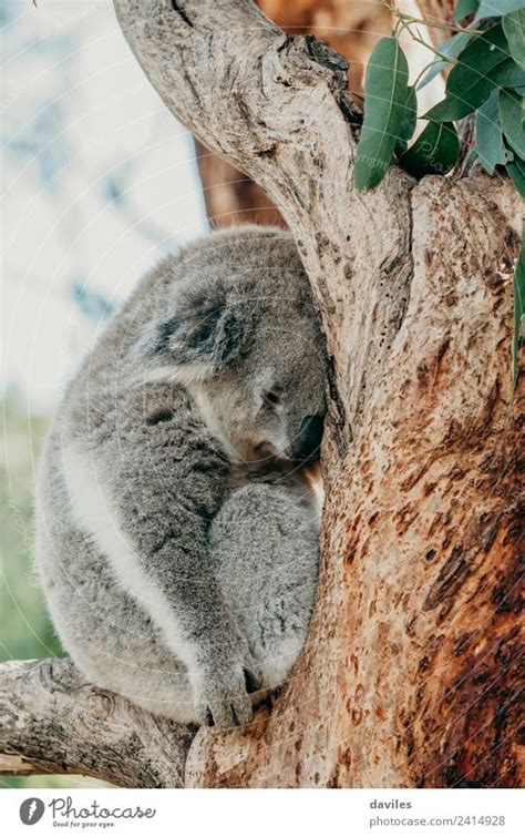 Grey Koala Sleeping On A Tree Branch A Royalty Free Stock Photo From
