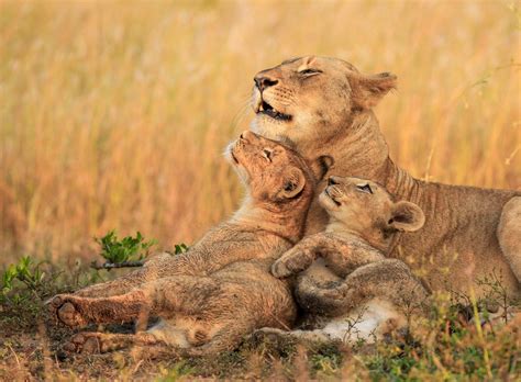 5 Reasons Every Photographer Should Go On An African Safari 500px