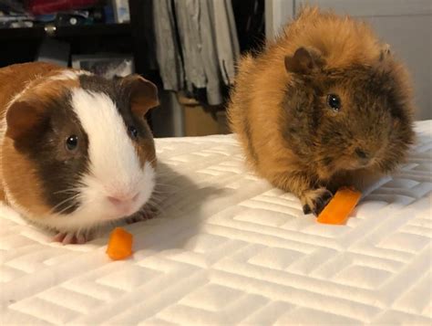 Abyssinian Guinea Pig For Sale In Westminster Avenue Ca 1