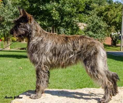Meet The 7 New Dog Breeds Introduced By The Akcall From The Comfort Of