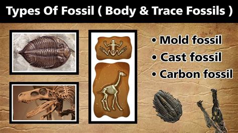 Types Of Fossil Body And Trace Fossil Mold And Cast Fossils In Hindi Fossils Youtube