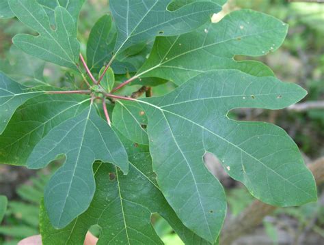 The deeply lobed leaves can reach 3 inches (7 cm) in length and are sometimes, but not always, hairy. Hiker's Guide to the Trees, Shrubs and Vines of Ricketts ...