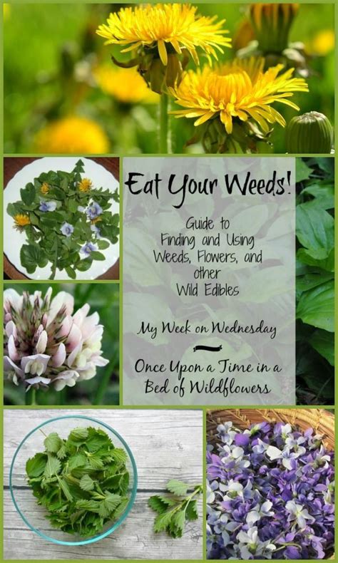 Eat Your Weeds A Guide To Finding And Using Weeds Flowers And Other