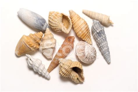 Isolated Sea Shells Stock Photo Royalty Free Freeimages