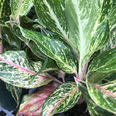 Chinese Evergreen An Easy Growing Houseplant The Good Earth Garden