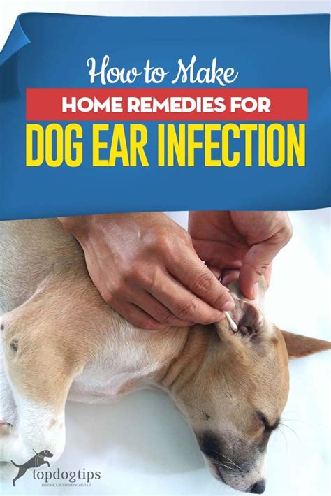 How To Use Coconut Oil For Dogs Ears