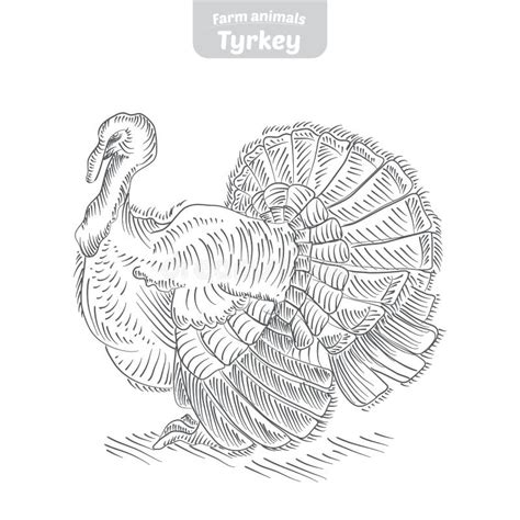 Turkey Hand Drawn Vector Illustration Stock Vector Illustration Of Sketch Vintage 84831171