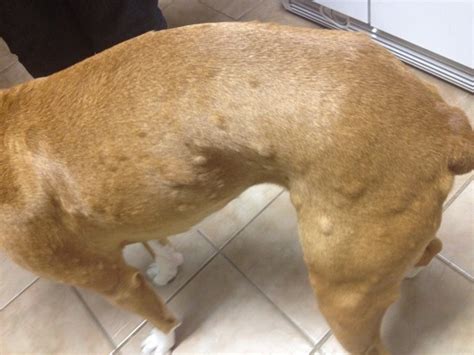 Hives Everywhere Boxer Forum Boxer Breed Dog Forums