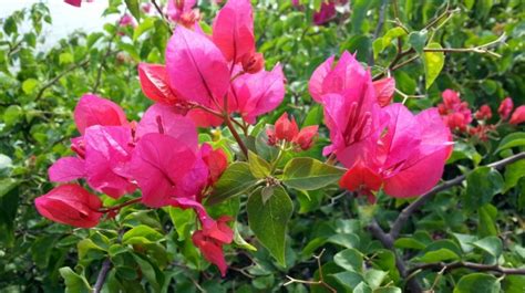 Flowers Bougainvillea Bright Pink Free Stock Photo Public Domain Pictures