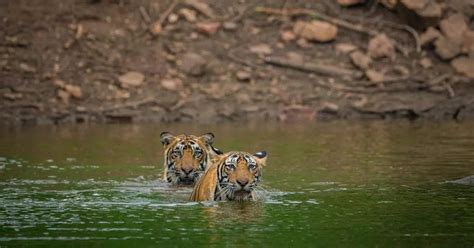Fun Facts About Indias Sundarban Forest Times Of India