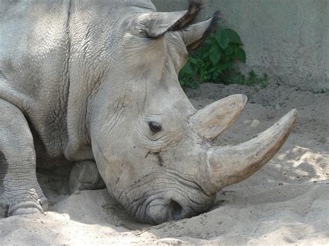 Rhinoceros Images Limfacharge