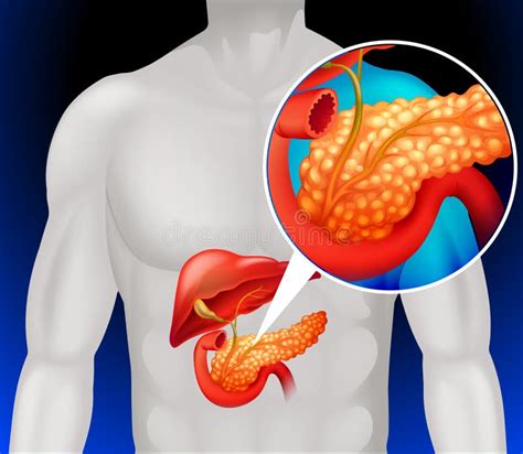 Human Pancreas Anatomy Detailed Colored Illustration Stock