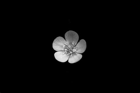 ($25) ❤ liked on polyvore. Jason McGroarty Takes Black And White Flowers Photos To ...