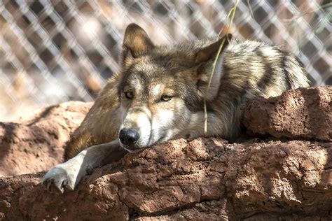 Endangered Wolves Sent From Arizona To Texas To Aid Species Williams