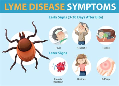 Free Vector Lyme Disease Symptoms Information Infographic