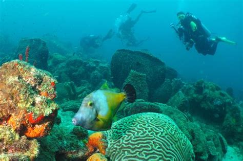 File Fish And Coral Reef Picture Of Scuba St Lucia Soufriere