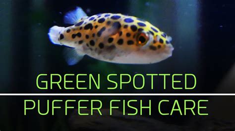 Green Spotted Puffer Fish Care Tips Youtube