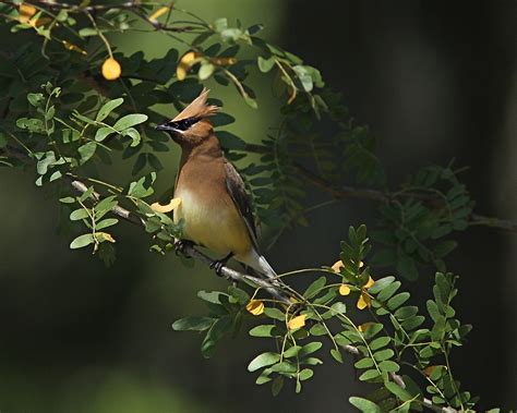 Cedar Wax Wing Puffed Up Dan Getman Bird Photos Flickr