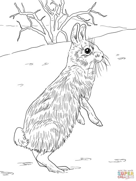 Rabbits Coloring Page Free Coloring Page Coloring Home