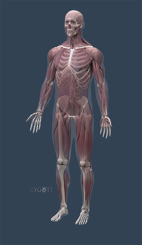 Start studying human torso model anatomy. Muscular System Model - Free Real Tits