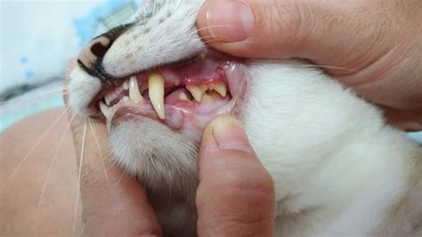 Gingivitis In Cats And Dogs Pd Insurance Nz