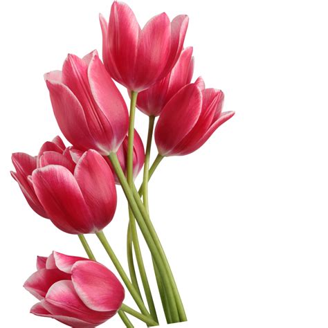 Tulip Clipart Transparent Background Clip Art Library Images And Photos Finder