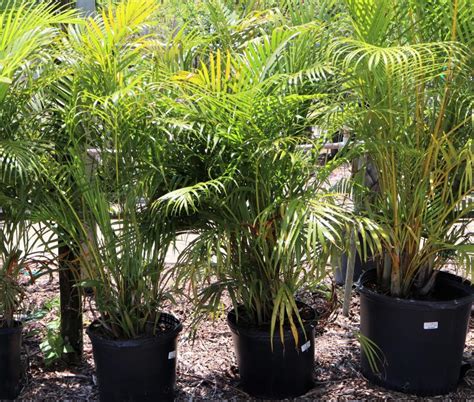 Rockledge Gardens Palm Areca Outdoor 7 Gal