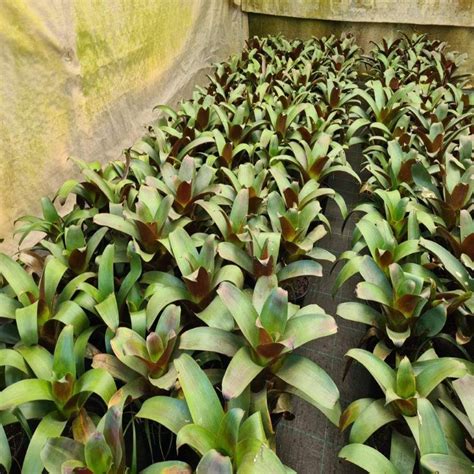 Alcantarea Imperialis Silver Plum Giantimperial Bromeliad